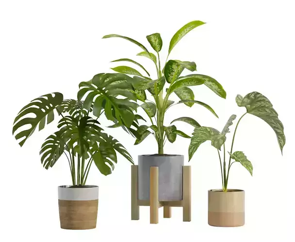 Indoor Exotic Plants Pack