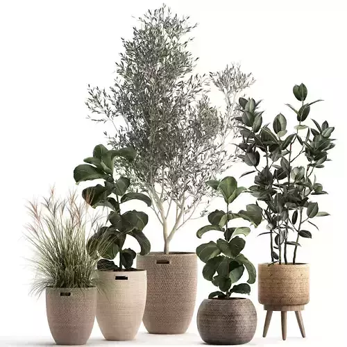 Plants in decorative rattan baskets 972