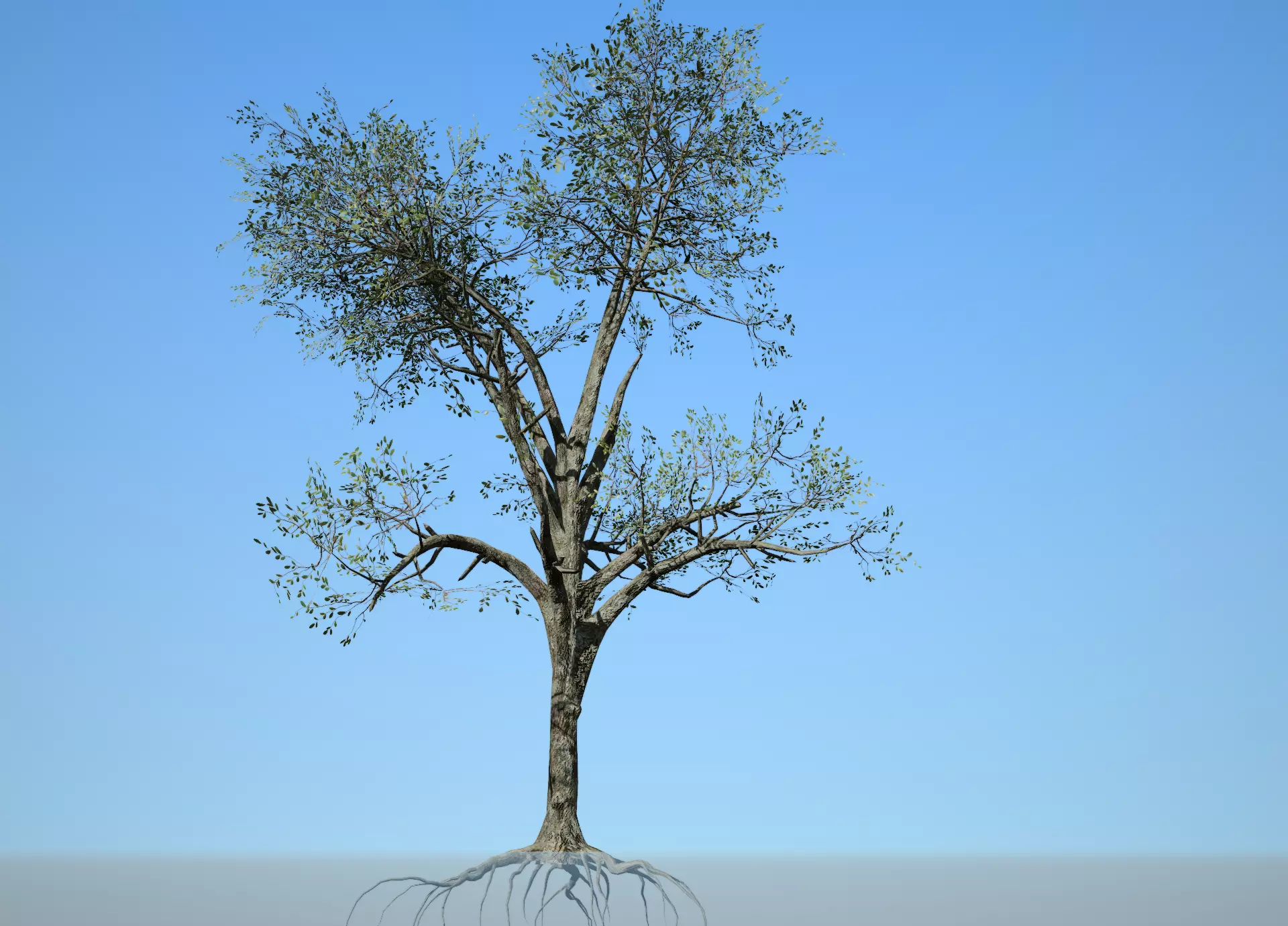 Broadleaf 005 Low-poly 3D model