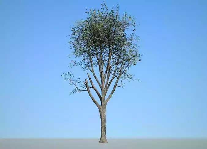 Broadleaf 006 Low-poly 3D model