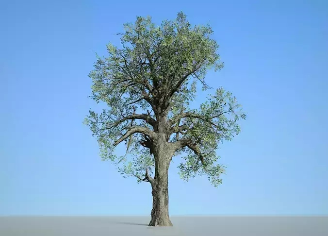 Broadleaf 007 Low-poly 3D model