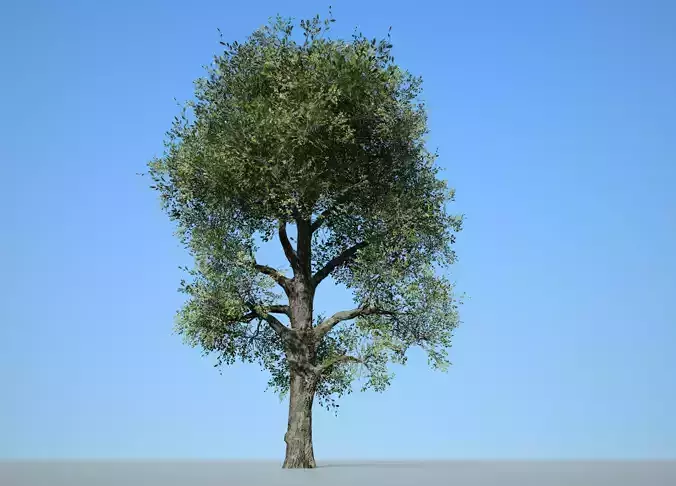 Broadleaf 008 Low-poly 3D model