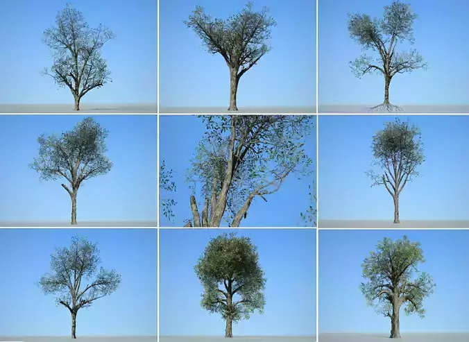Tree Collection 001 