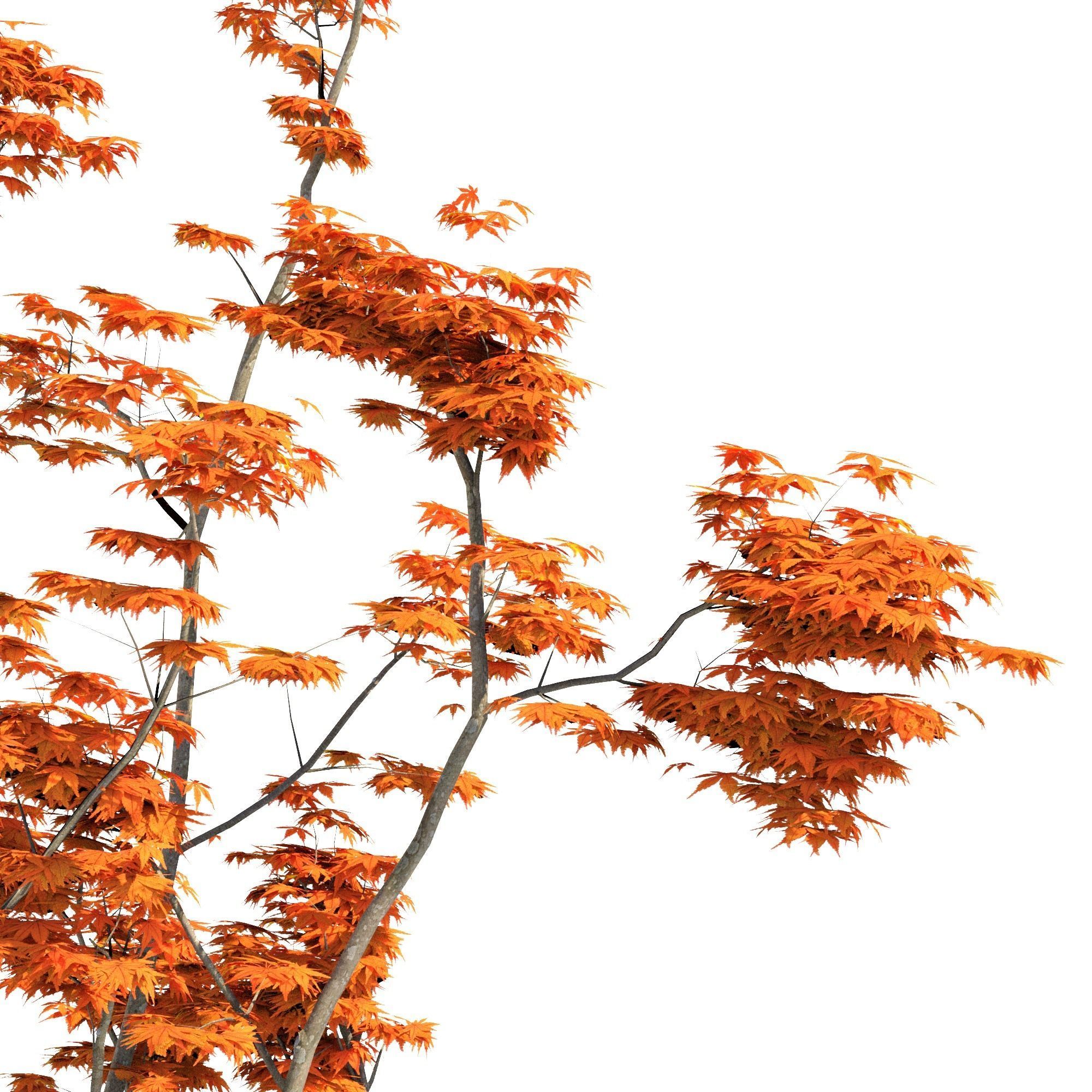 3Dmode Tree Japanese Momiji 3D model_1