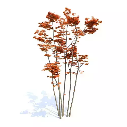 3Dmode Tree Japanese Momiji