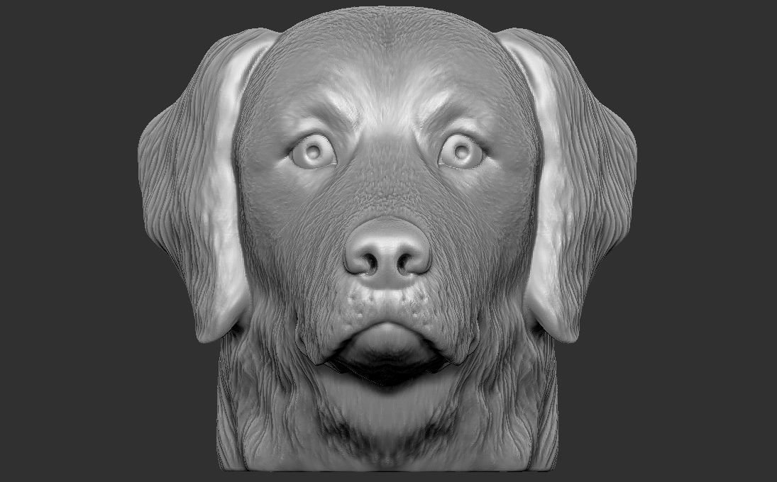 Golden Retriever head for 3D printing 3D print model_1