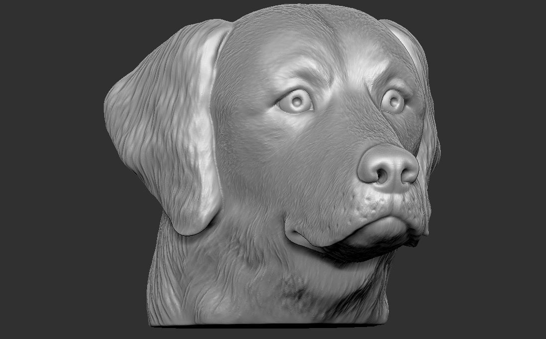 Golden Retriever head for 3D printing 3D print model_2
