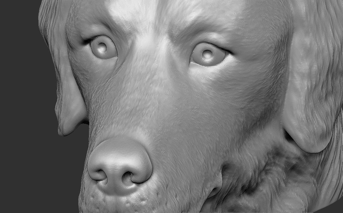 Golden Retriever head for 3D printing 3D print model_15