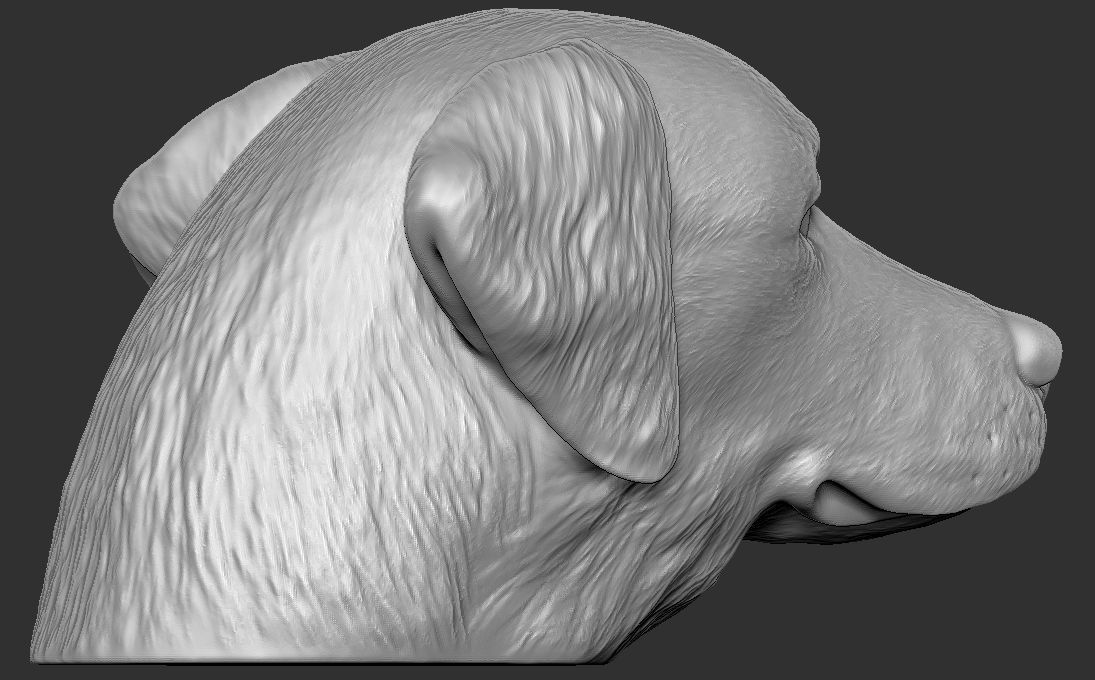 Golden Retriever head for 3D printing 3D print model_6