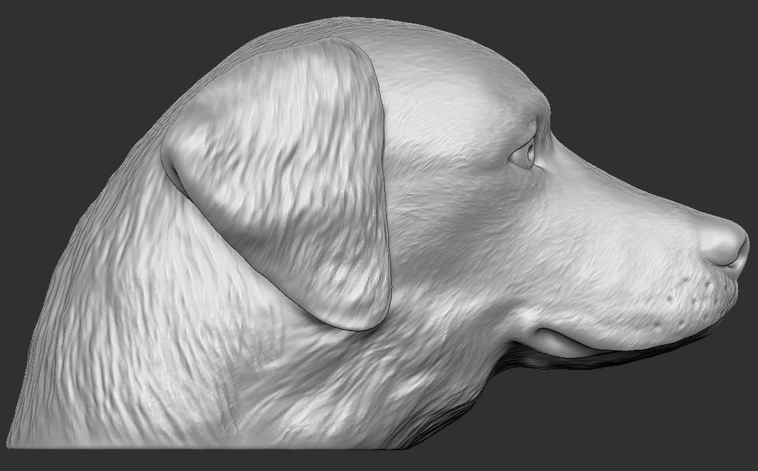 Golden Retriever head for 3D printing 3D print model_5