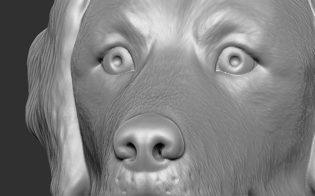 Golden Retriever head for 3D printing 3D print model_14