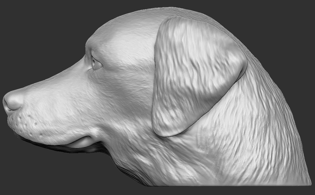 Golden Retriever head for 3D printing 3D print model_11