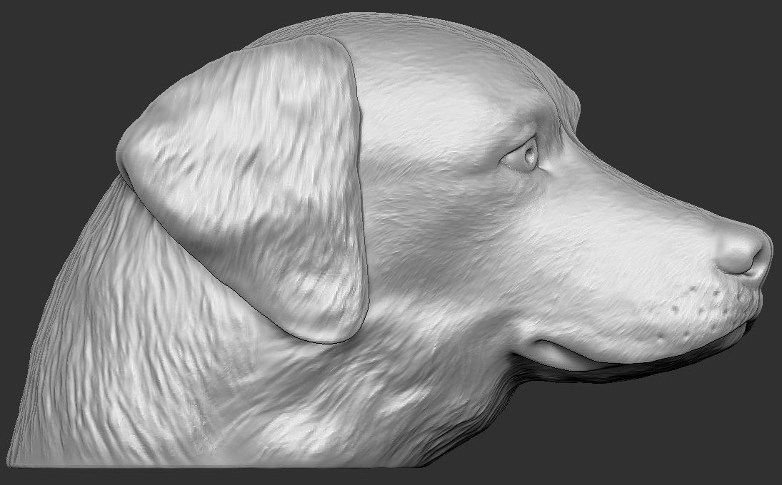 Golden Retriever head for 3D printing 3D print model_4
