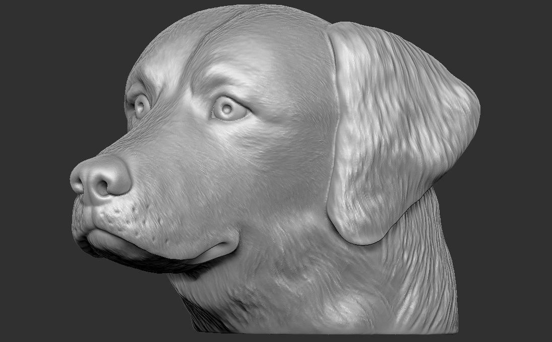 Golden Retriever head for 3D printing 3D print model_13