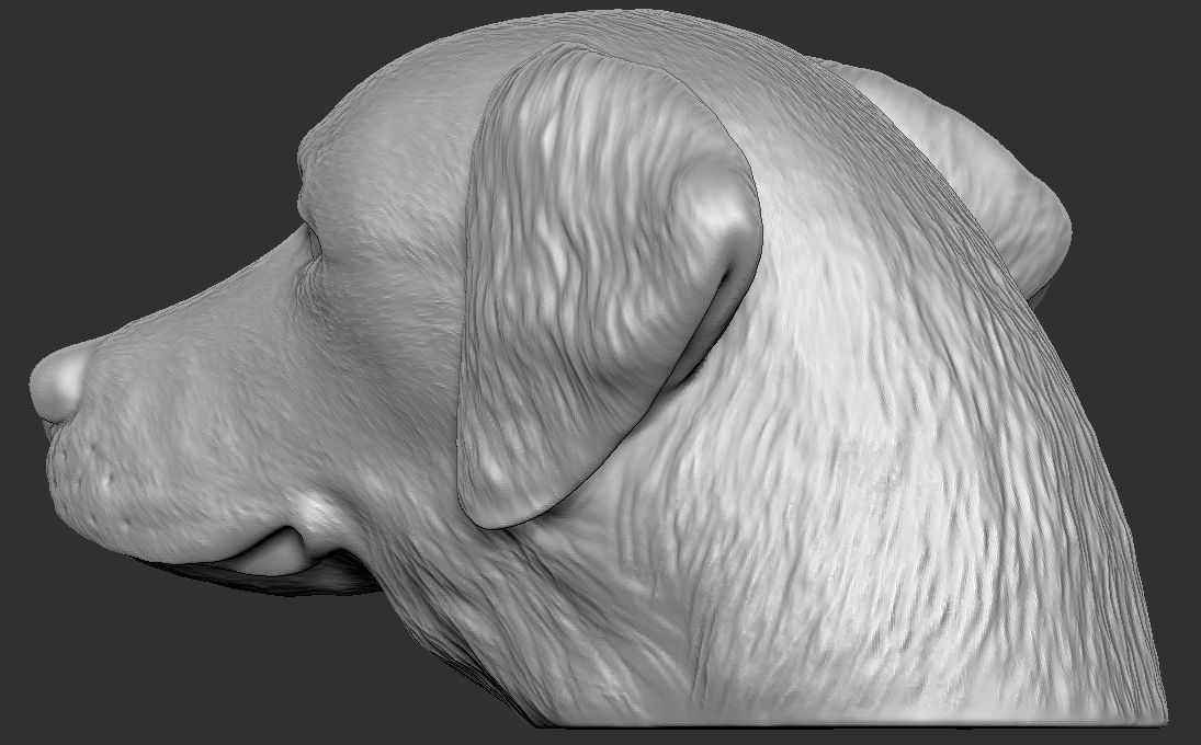 Golden Retriever head for 3D printing 3D print model_10
