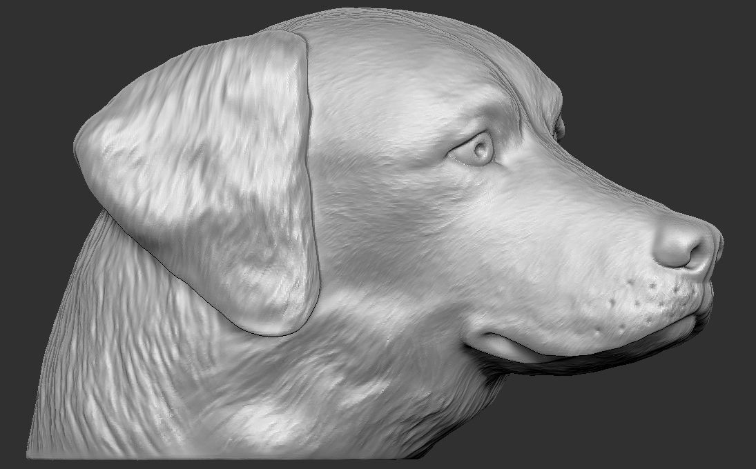 Golden Retriever head for 3D printing 3D print model_3