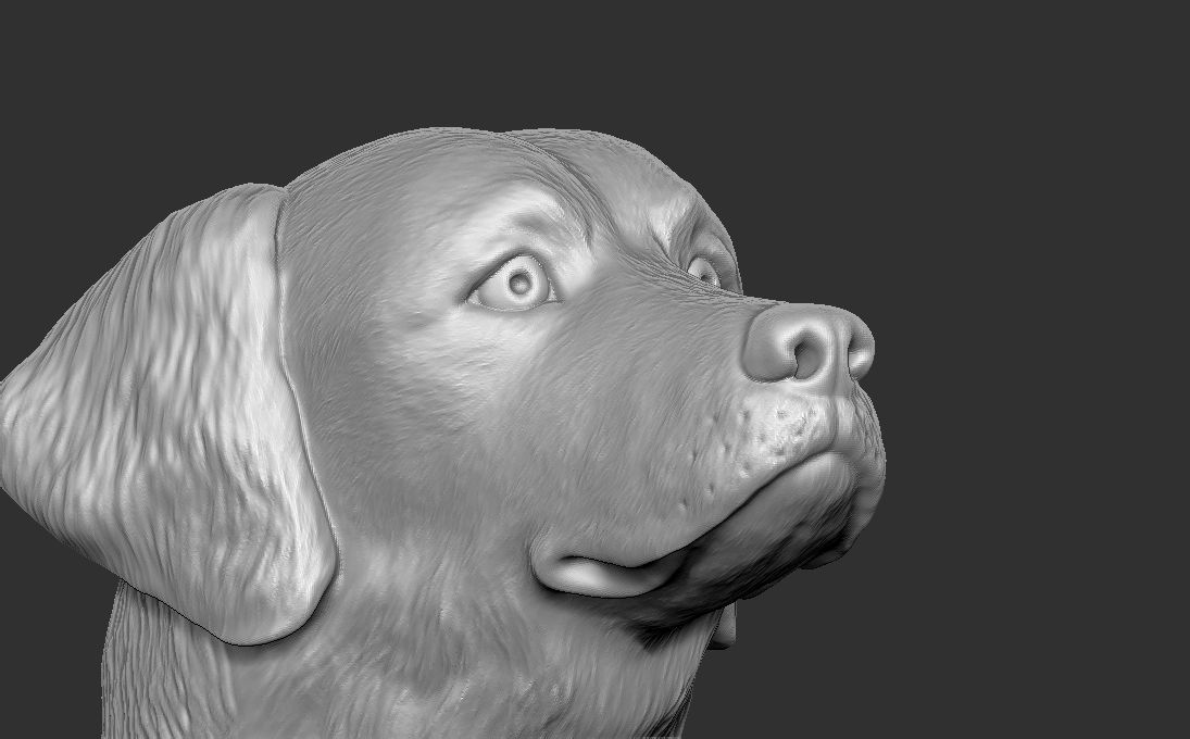 Golden Retriever head for 3D printing 3D print model_17