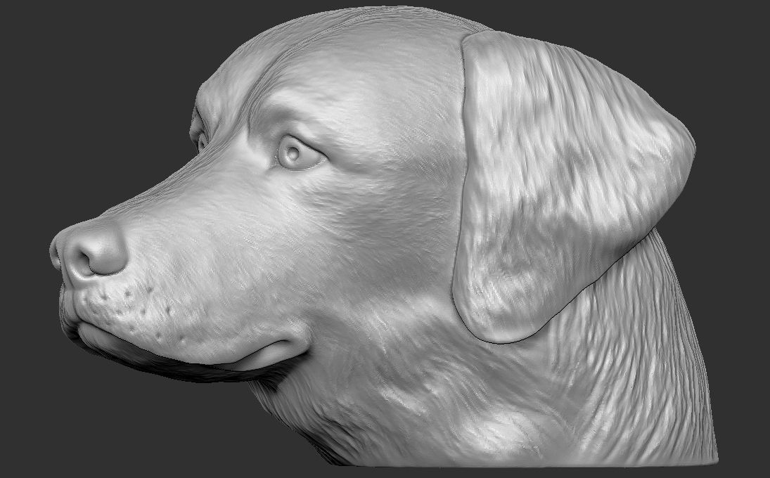 Golden Retriever head for 3D printing 3D print model_12
