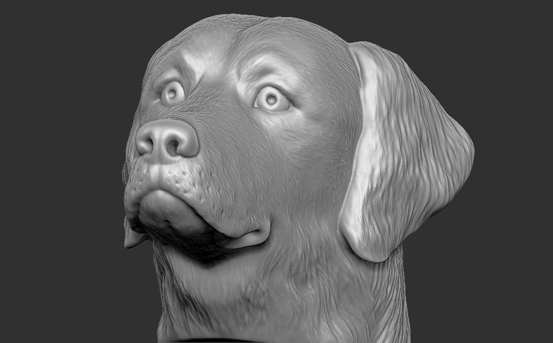 Golden Retriever head for 3D printing 3D print model_18