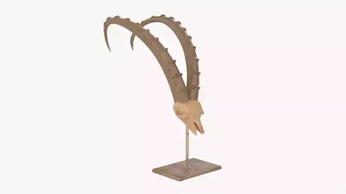 Animal antelope skull statuette Free 3D model