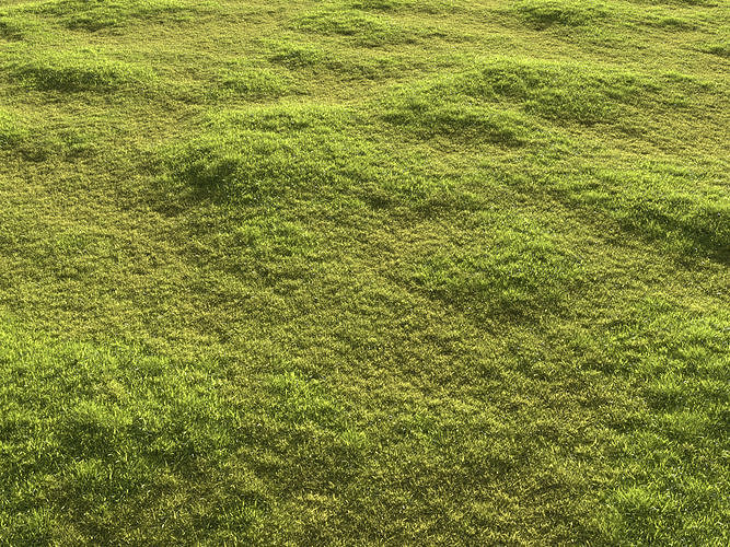Garden grass 3D model
