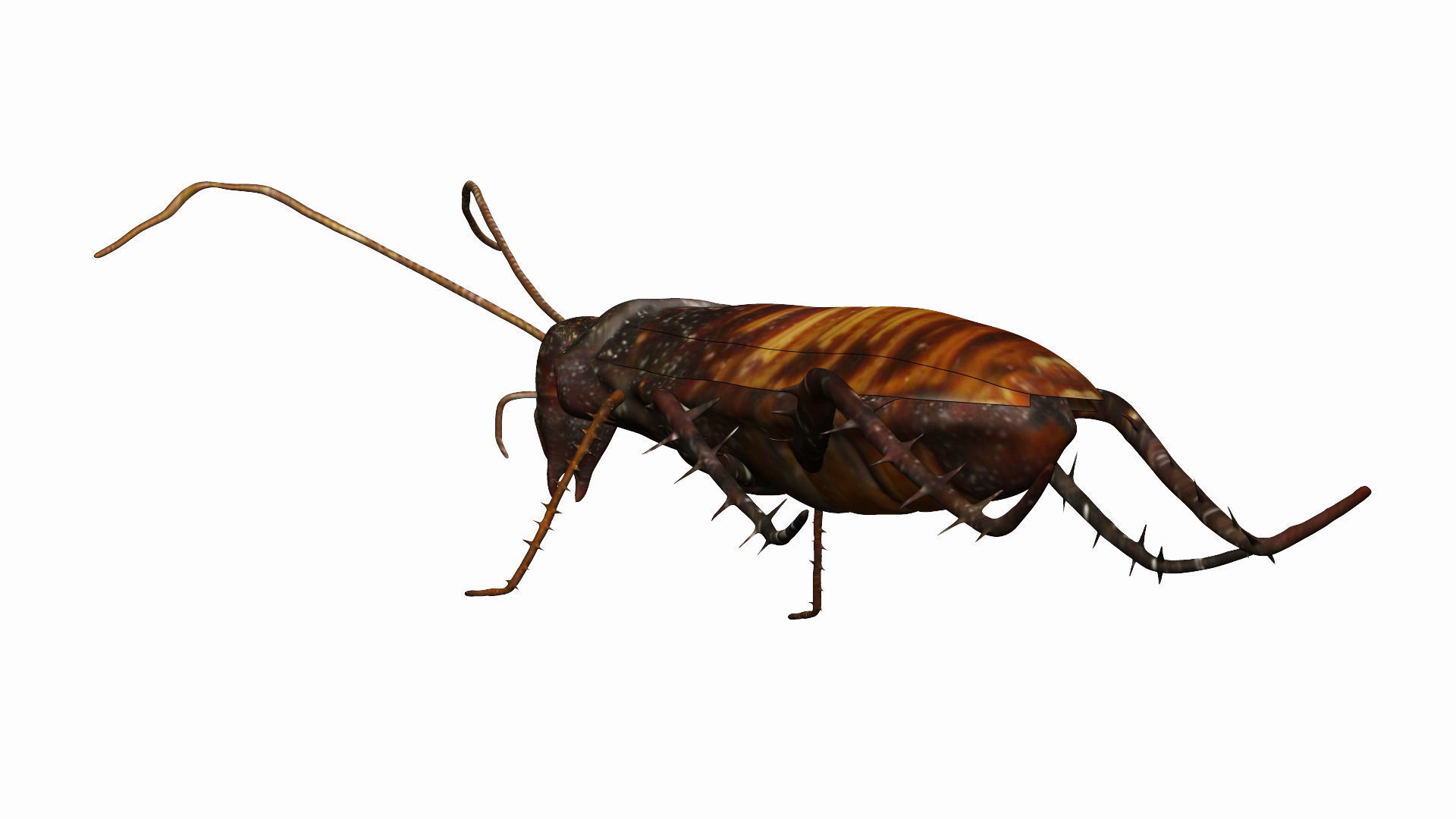 Madagascar hissing cockroach Low-poly 3D model_2
