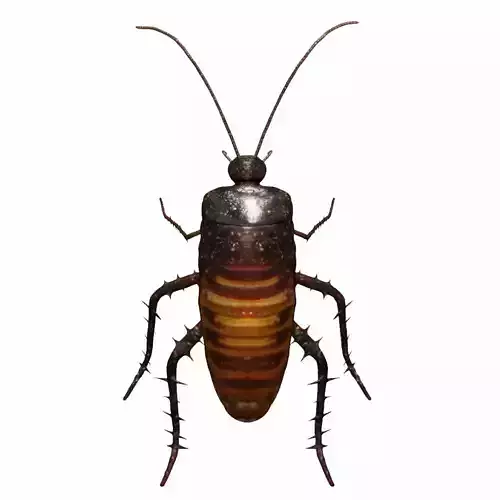 Madagascar hissing cockroach Low-poly 3D model