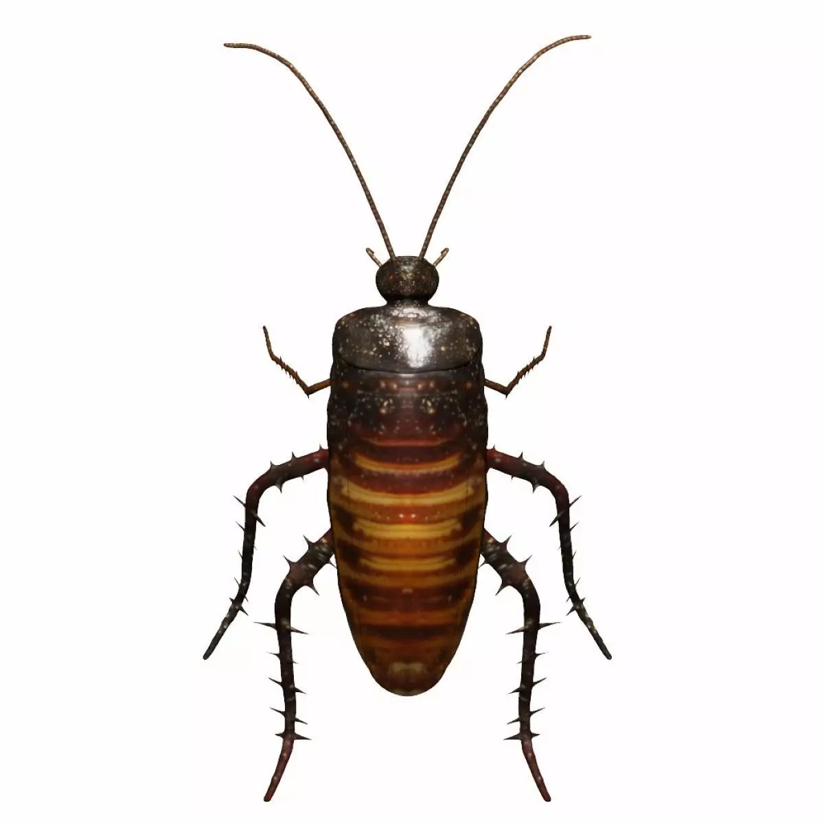 Madagascar hissing cockroach Low-poly 3D model_0