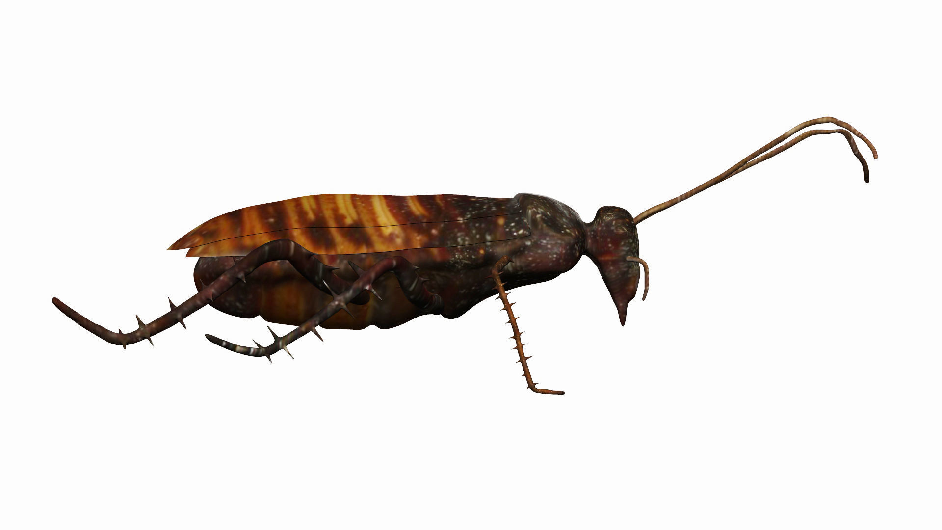 Madagascar hissing cockroach Low-poly 3D model_5