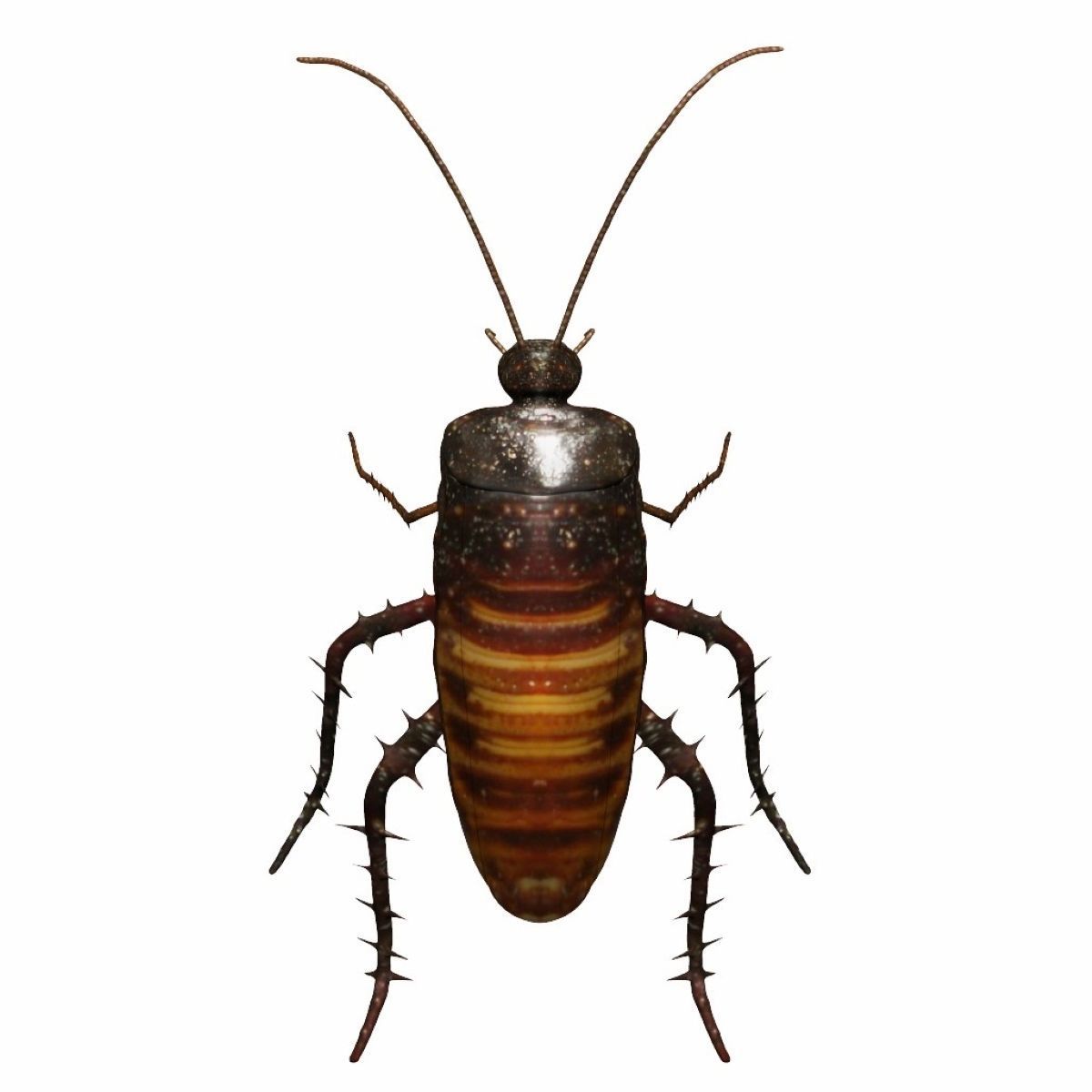 Madagascar hissing cockroach Low-poly 3D model_1