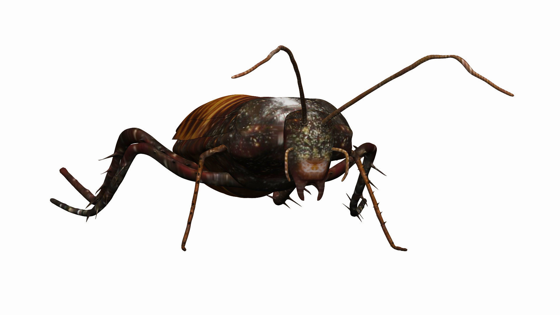Madagascar hissing cockroach Low-poly 3D model_4