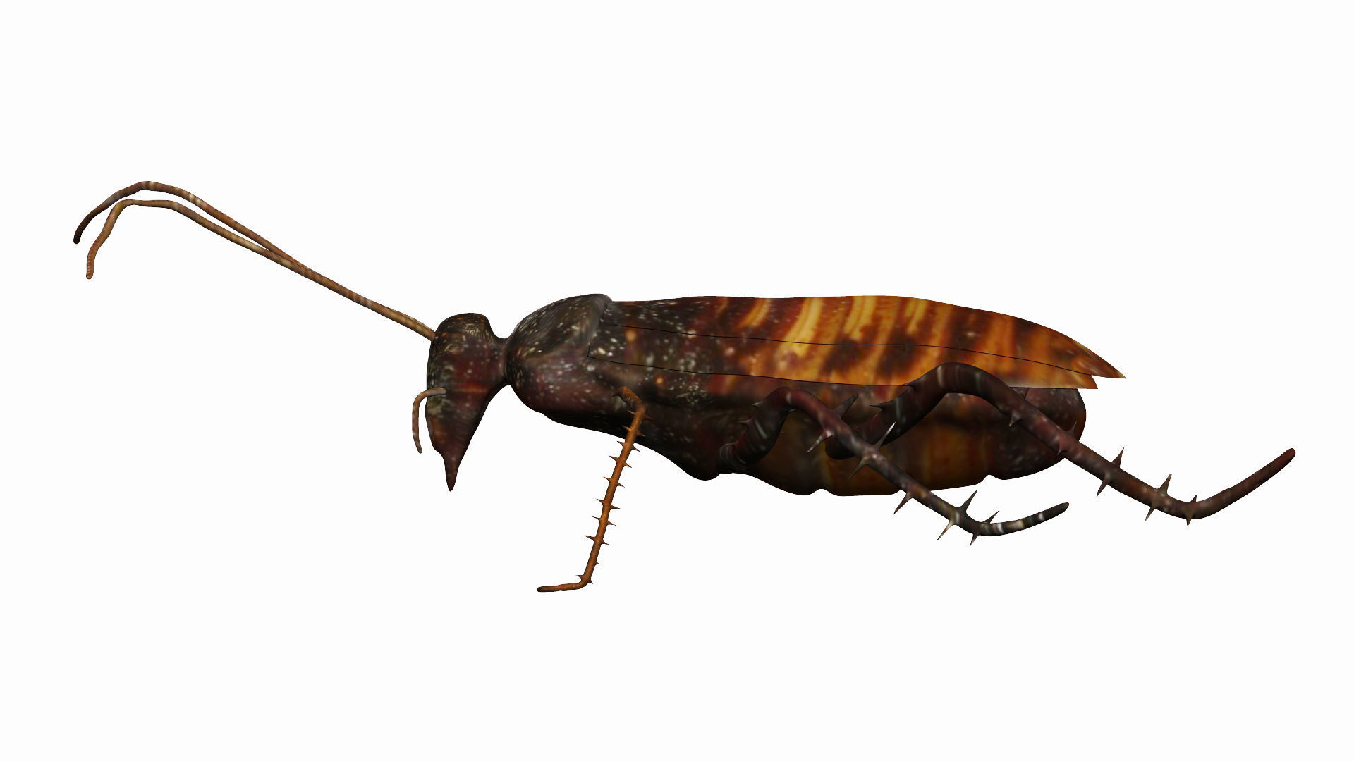Madagascar hissing cockroach Low-poly 3D model_6