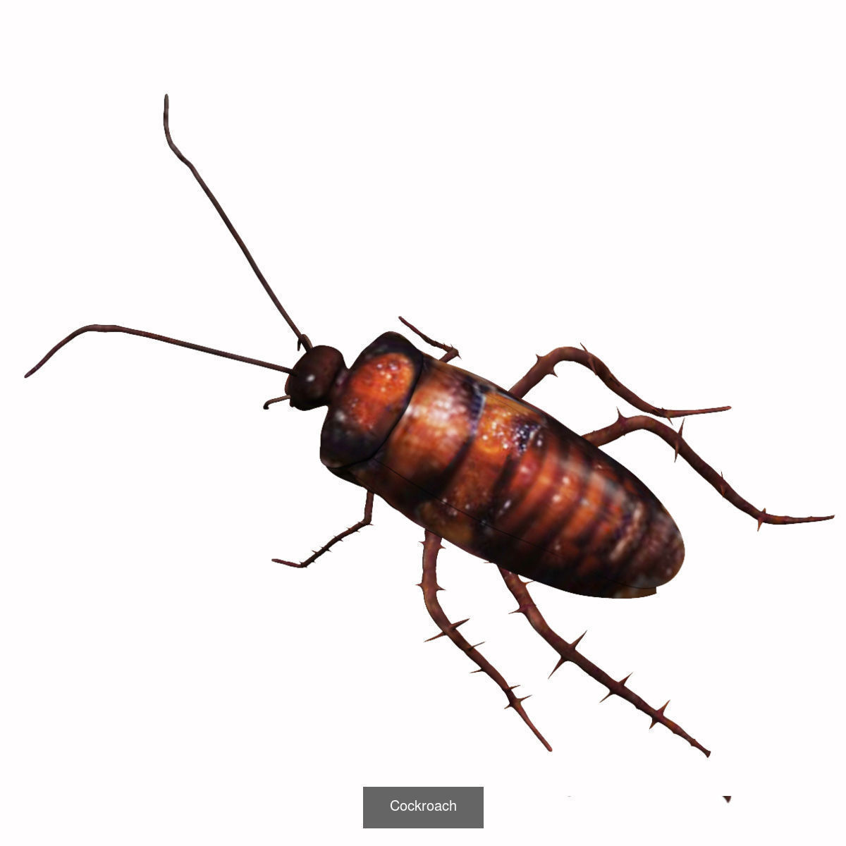 Insects full collection _1