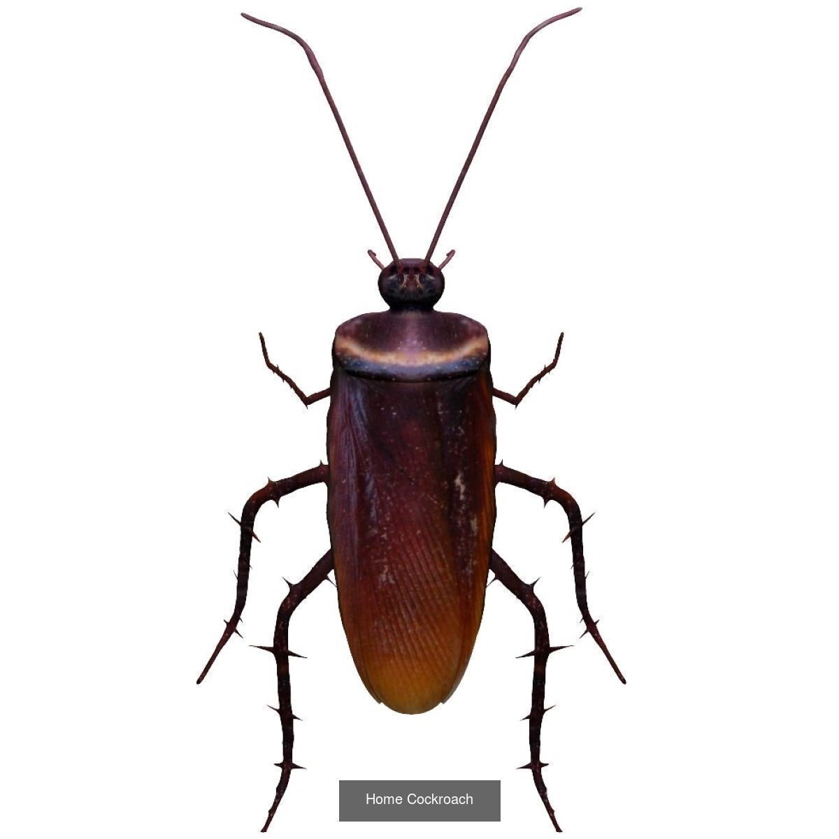 Insects full collection _2