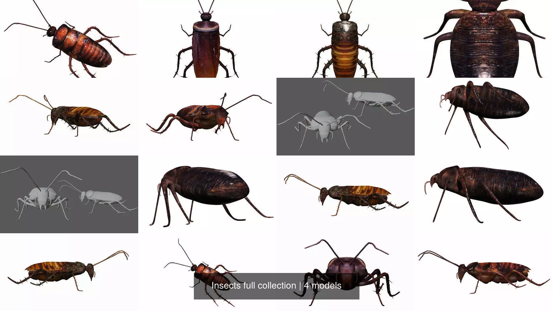 Insects full collection _0
