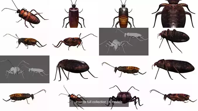 Insects full collection 
