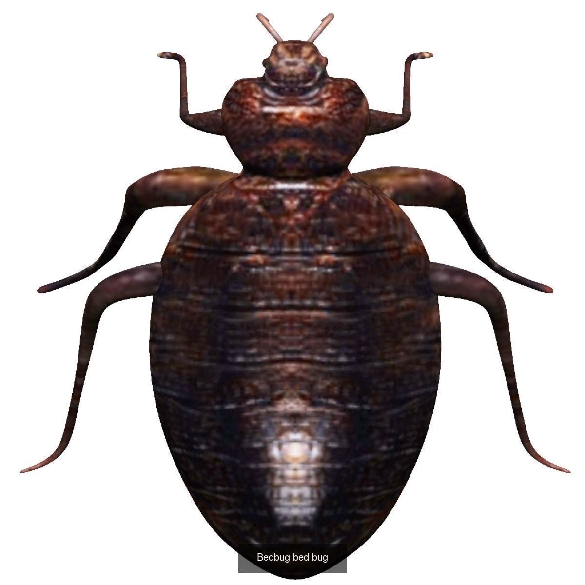 Insects full collection _4