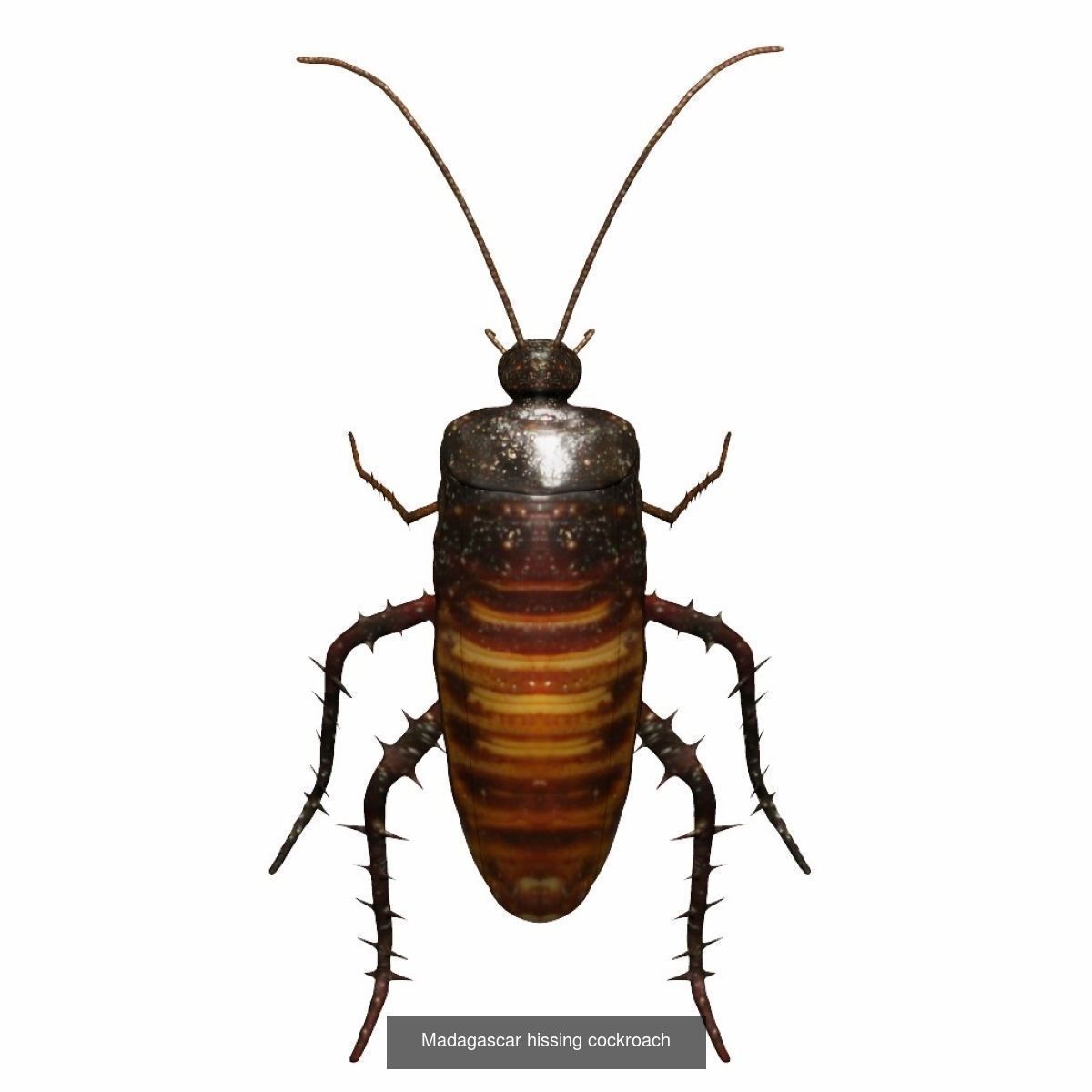 Insects full collection _3