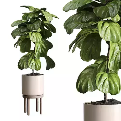  Indoor plant 49 vase wood