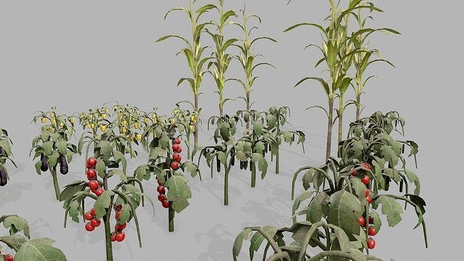 Dirt Vegetable Plant PBR Collection  Low-poly 3D model