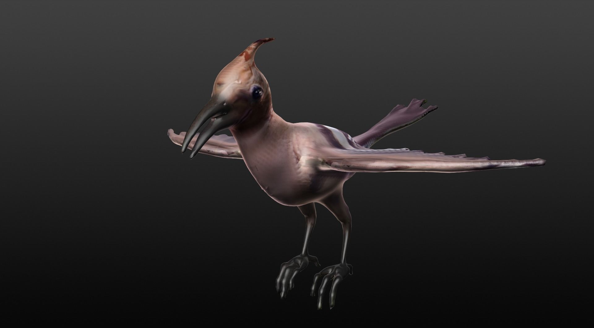 hoopie bird 3D model_5