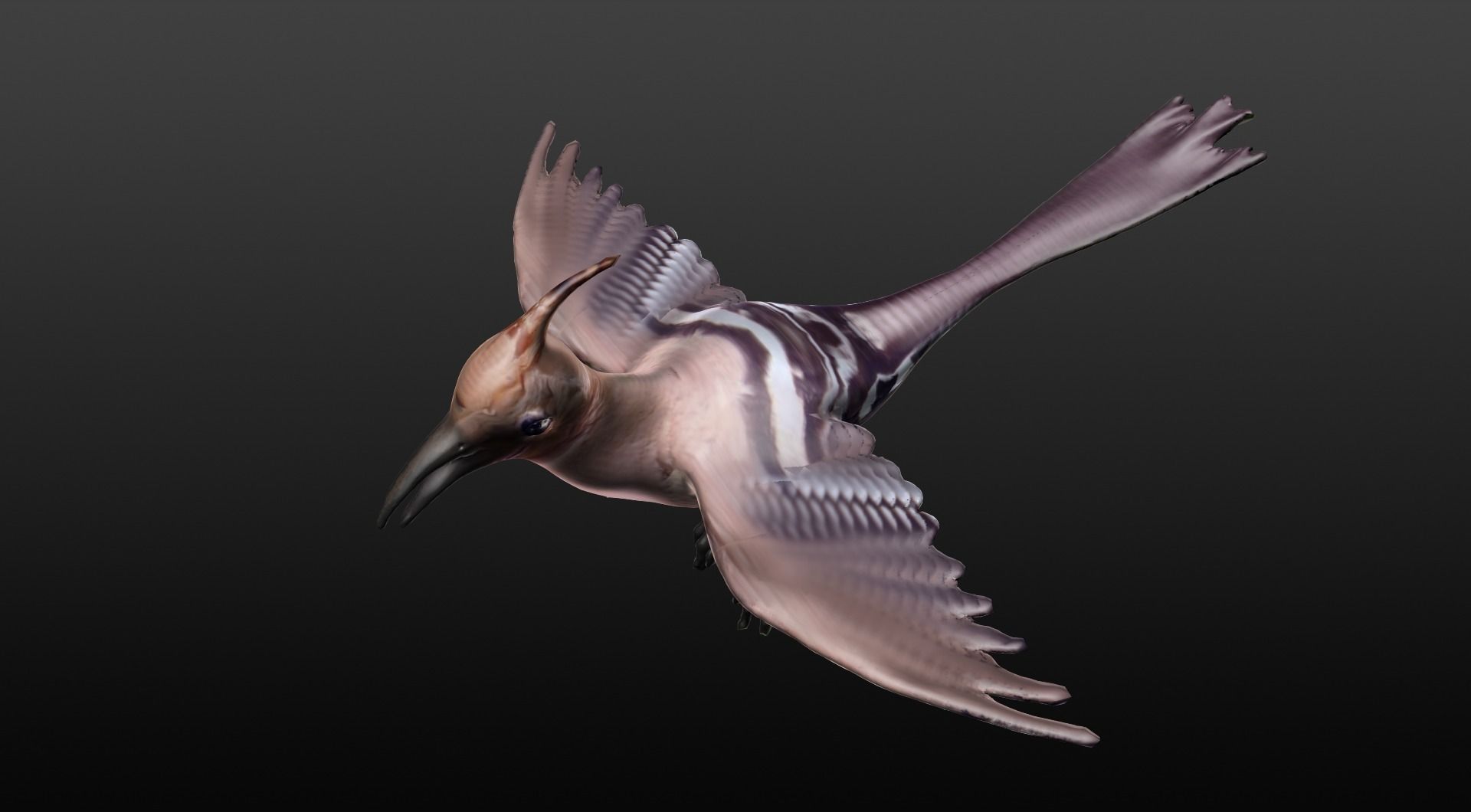 hoopie bird 3D model_3