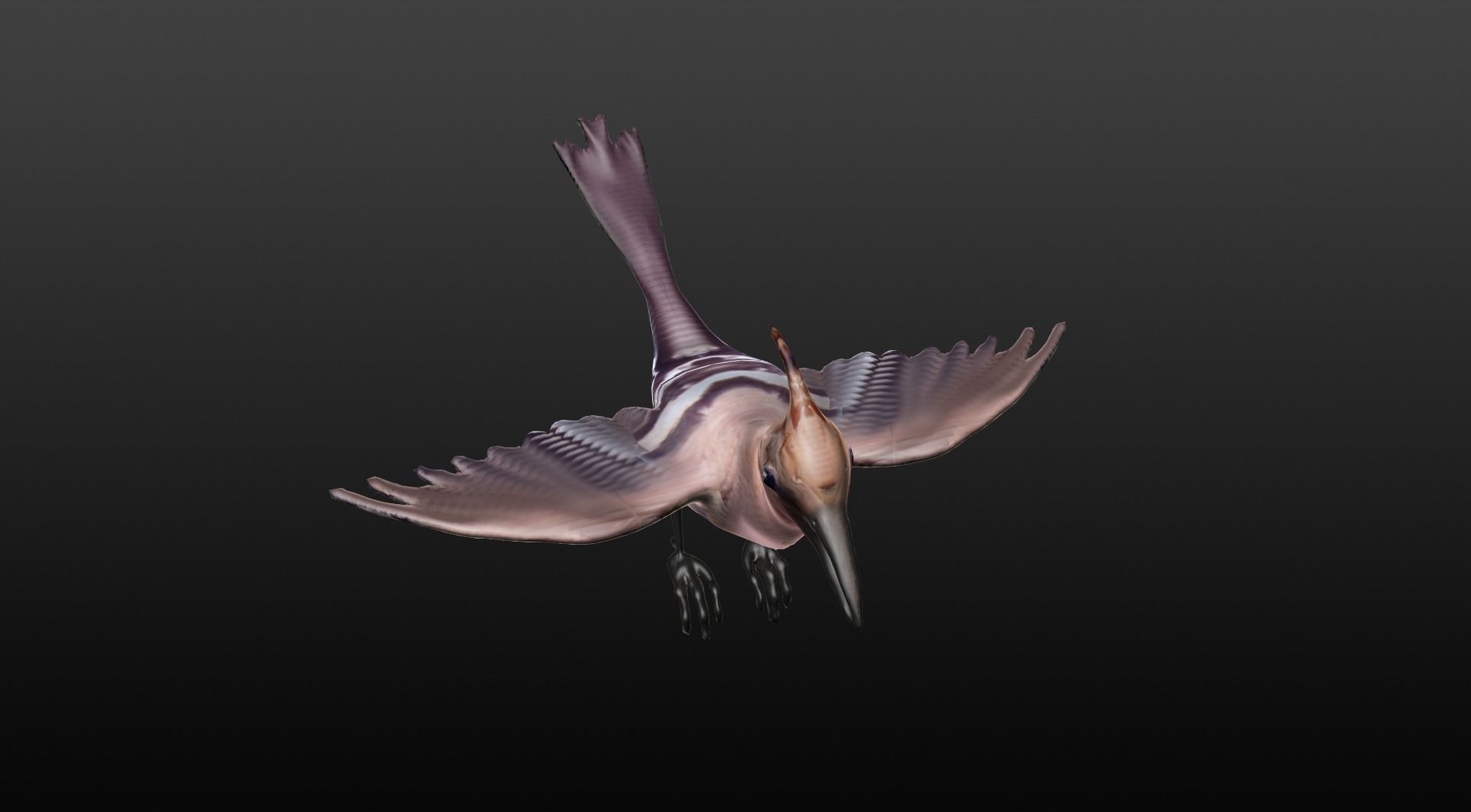 hoopie bird 3D model_6