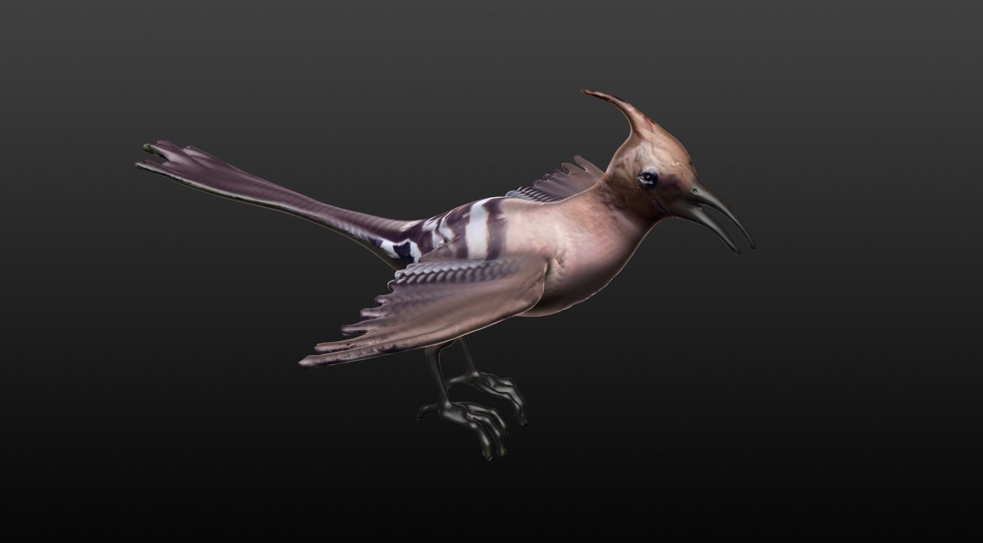 hoopie bird 3D model_2