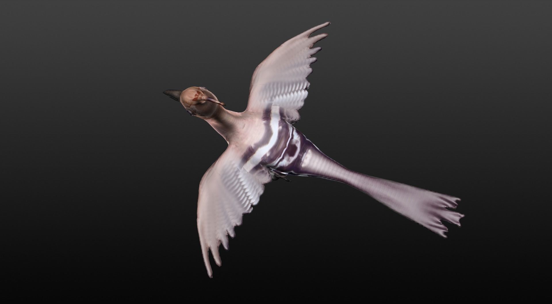 hoopie bird 3D model_0