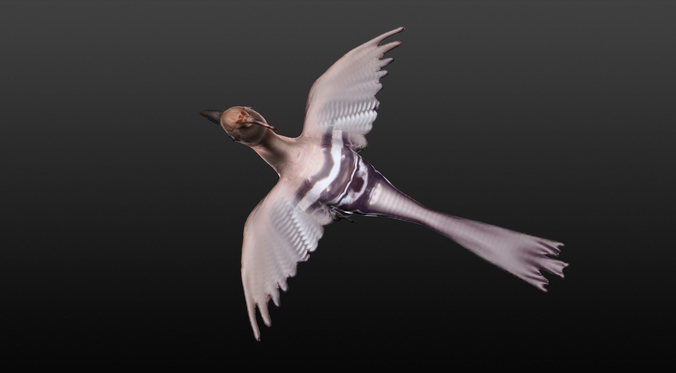 hoopie bird 3D model