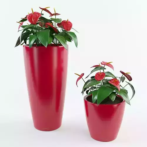 Anthurium plant pots - plant pots 3D model
