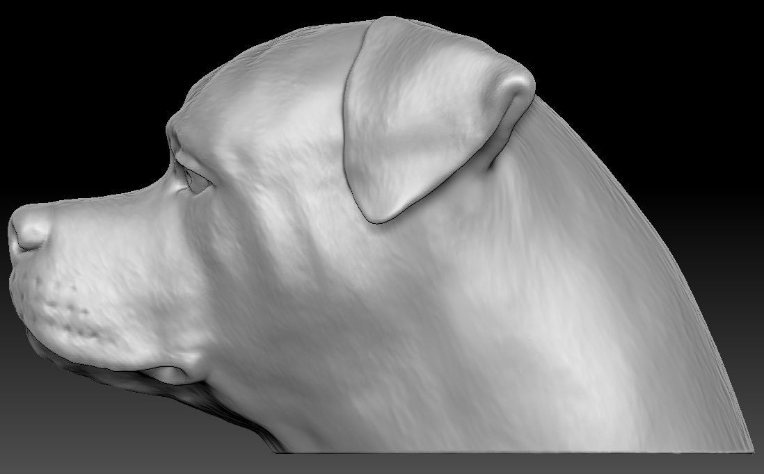 Rottweiler head for 3D printing 3D print model_9