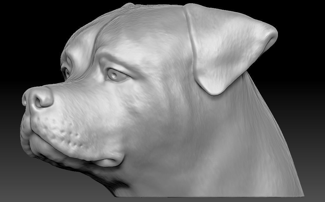Rottweiler head for 3D printing 3D print model_10