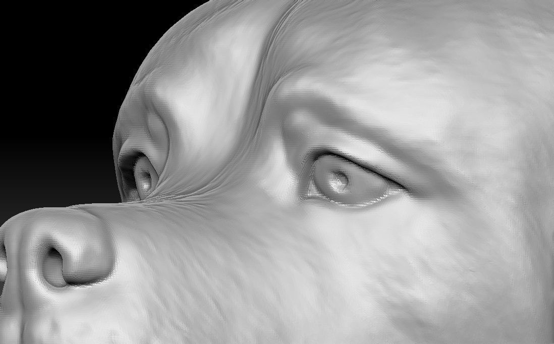 Rottweiler head for 3D printing 3D print model_14